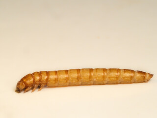 Mehlkäfer (Tenebrio molitor)