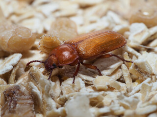Mehlkäfer (Tenebrio molitor)