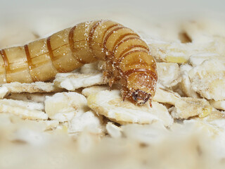 Mehlkäfer (Tenebrio molitor)