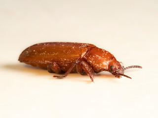 Mehlkäfer (Tenebrio molitor)