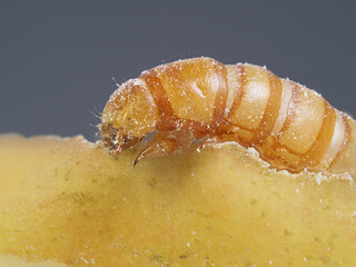 Mehlkäfer (Tenebrio molitor)