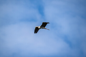 a gray heron flies in search of food on a sunny spring day against a blue sky