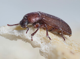Mehlkäfer (Tenebrio molitor)