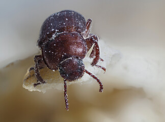 Mehlkäfer (Tenebrio molitor)