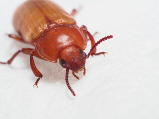 Mehlkäfer (Tenebrio molitor)