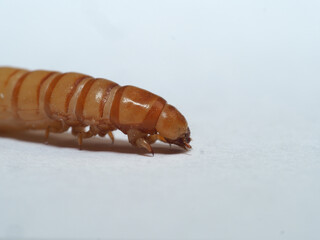 Mehlkäfer (Tenebrio molitor)