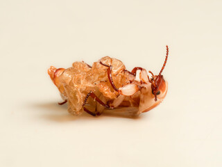 Mehlkäfer (Tenebrio molitor)