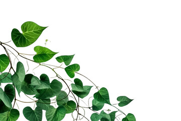 Morning glory leaves and stem, simple design, thick border, copy space, 2D, remove, transparents background. AI generative