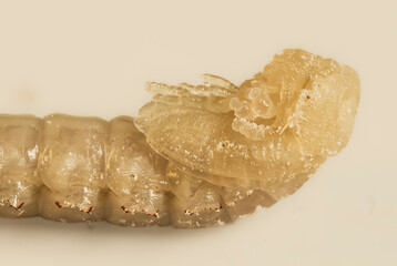 Mehlkäfer (Tenebrio molitor)