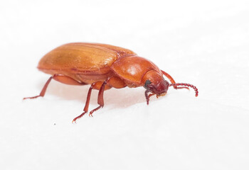 Mehlkäfer (Tenebrio molitor)