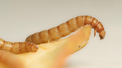 Mehlkäfer (Tenebrio molitor)