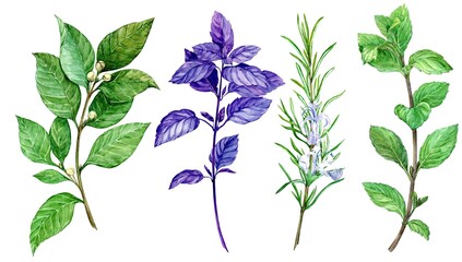 Watercolor set of culinary herbs: mint, rosemary, bay leaf, basil. Illustration in botanical style using kitchen herbs and spices. Ingredients of Italian and Mediterranean cuisine on white background