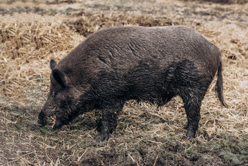 wild boar close up portrait while eating in woodland