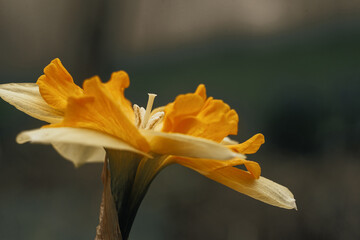Fototapeta na wymiar narcissus close-up, spring flower