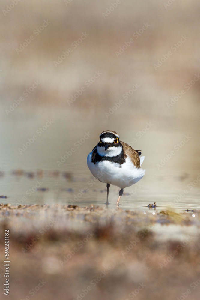 Poster Little ringed plover walking in the water