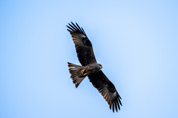 Fototapeta na wymiar kite hunting for food on a sunny spring day