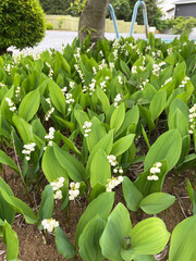 Obraz premium すずらん