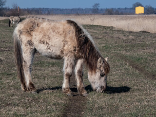 Fototapeta premium Young foal of the semi-wild Polish Konik horse with furry coat eating grass in floodland meadow in spring. Wild horses