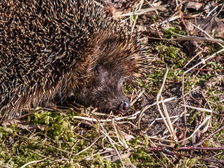 Close-up shot of the adult European hedgehog (Erinaceus europaeus) among dry grass in spring awaken after winter. Beautiful animal and forest scenery