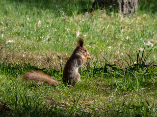 Close-up shot of the Red Squirrel (Sciurus vulgaris) with winter grey coat sitting on the ground and holding a pine cone in paws in bright sunlight with focus on eye