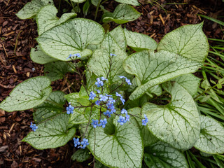 Siberian bugloss (Brunnera macrophylla) 'Jack Frost' with large, heart-shaped silver leaves edged and veined with green flowering with lots of small, bright blue flowers