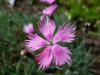 Common pink, garden pink or wild pink (Dianthus plumarius) flowering with symmetric pink and white flowers with fringed margins in summer