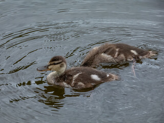 Beautiful, small, fluffy ducklings of mallard or wild duck (Anas platyrhynchos) swimming in water of a lake