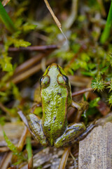 frog in grass