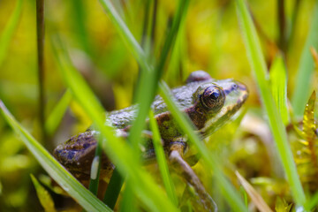 frog in grass
