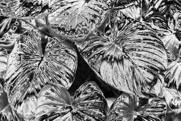 Silver leaves, water drops background, silver flower leaf texture, gray metal tropical foliage backdrop, monochrome metallic floral branch pattern, abstract black white plant ornament, art wallpaper