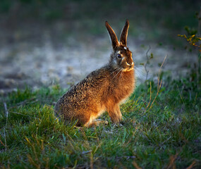 Juvenile hare sitting in the grass