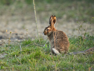 Juvenile hare sitting in the grass