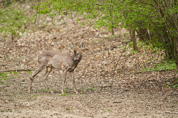 Roebuck shedding its winter fur