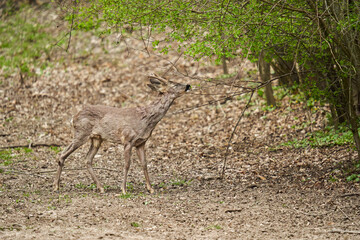 Roebuck shedding its winter fur