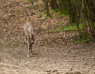 Roebuck shedding its winter fur