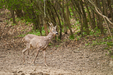 Roebuck shedding its winter fur