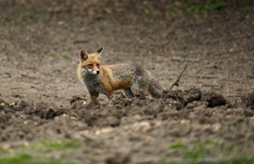 Male fox in the forest
