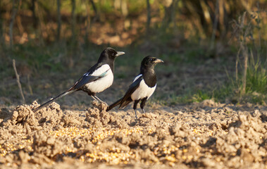 Two magpies on the ground