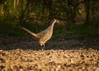 Female pheasant on the ground
