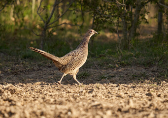 Female pheasant on the ground