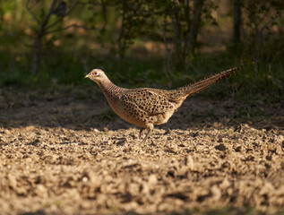Female pheasant on the ground