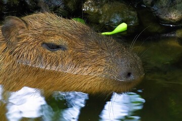 closeup of a capybara