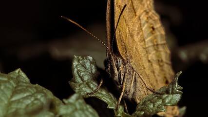 Hermeuptychia hermes