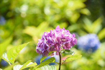 紫色のアジサイの花