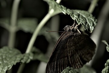 Hermeuptychia hermes