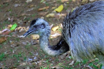 close up of a ostrich