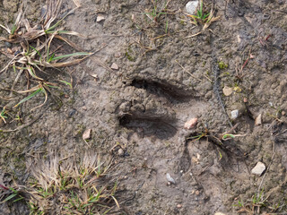Close-up of footprints of roe deer (Capreolus capreolus) in very deep and wet mud after running over the wet soil
