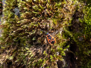 Close-up of a red and black firebug (Pyrrhocoris apterus) in the early spring crawling on green moss