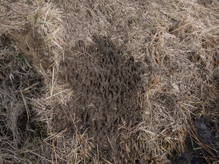 Close-up of footprints of roe deer (Capreolus capreolus) in very deep and wet mud after jumping over a ditch. Path of roe deers