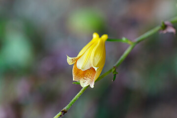 ジョウロウホトトギス